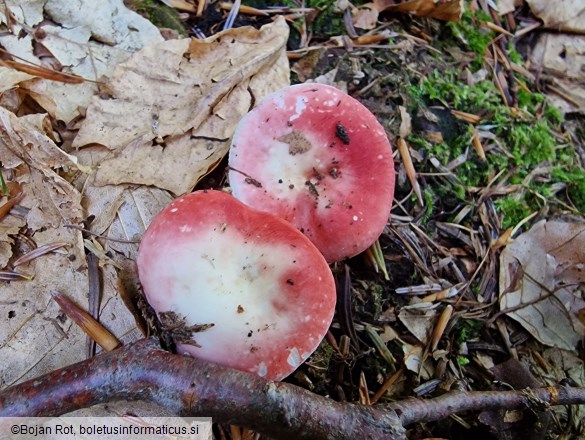 Russula raoultii