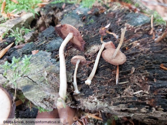 Psathyrella clivensis