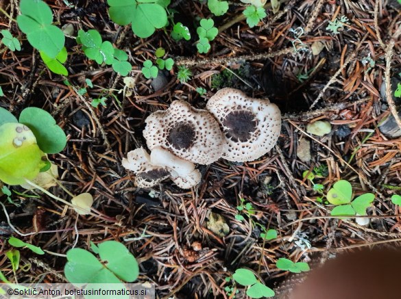 Lepiota felina