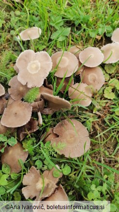 Coprinellus disseminatus