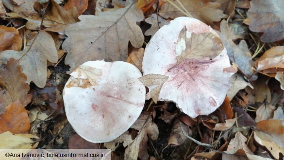 Hygrophorus russula