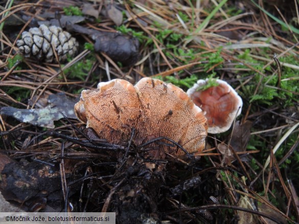 Phellodon tomentosus