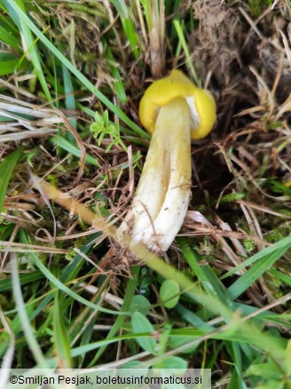 Hygrocybe citrinovirens