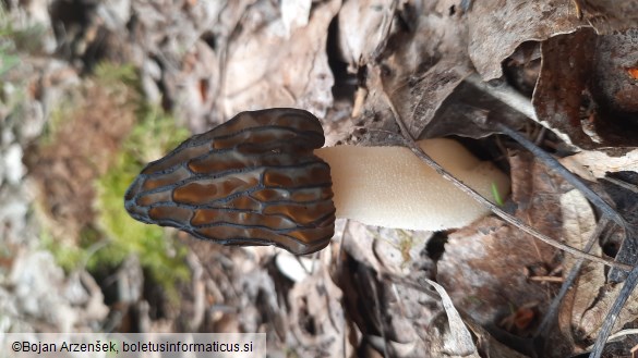 Morchella semilibera