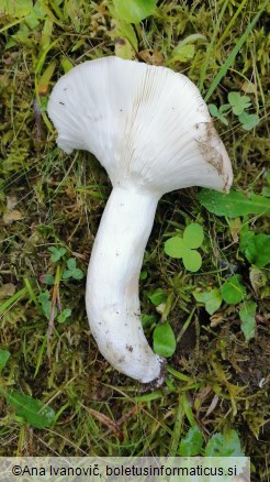 Russula heterophylla