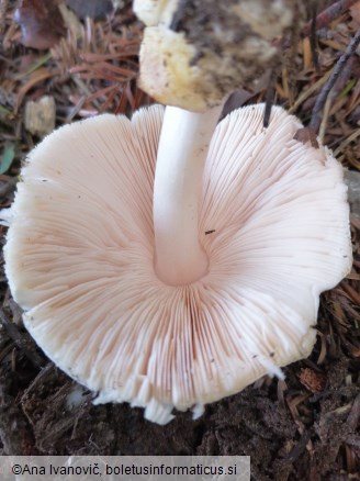 Volvariella hypopithys