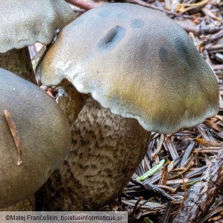 Tricholoma saponaceum var. squamosum