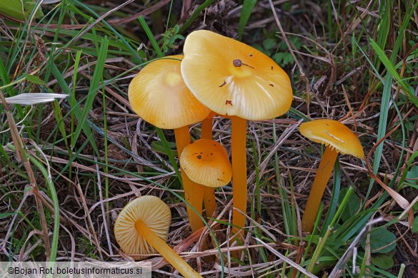 Hygrocybe ceracea