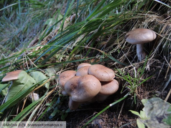 Cortinarius caninus