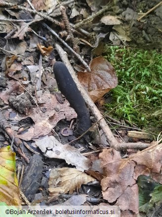 Xylaria longipes