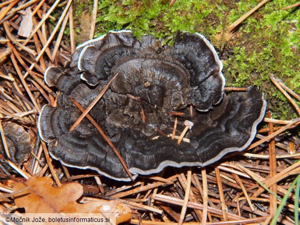 Phellodon niger