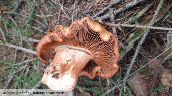 Cortinarius rubicundulus