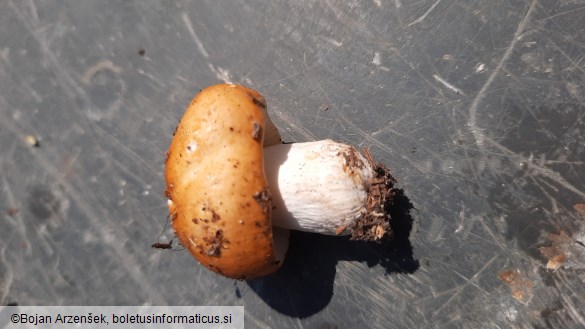 Russula decolorans