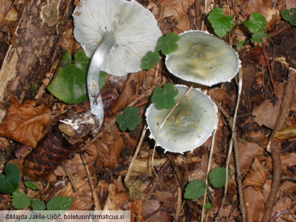 Stropharia aeruginosa