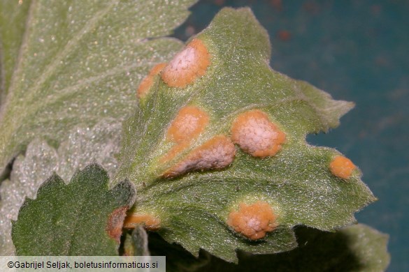 Puccinia horiana
