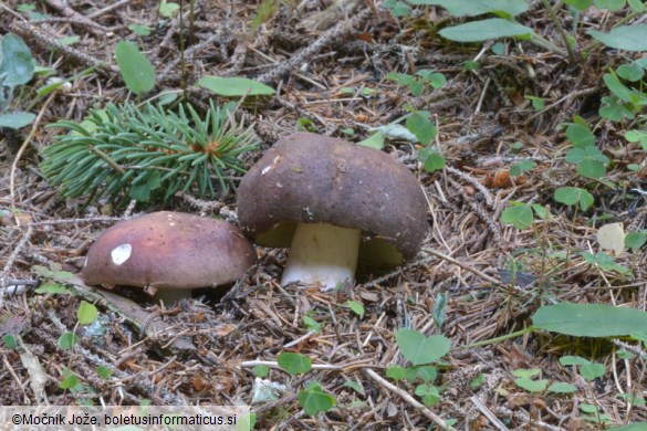 Russula integra