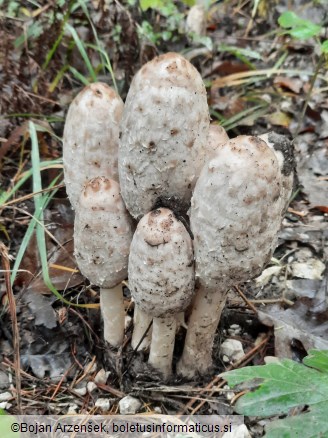 Coprinus comatus