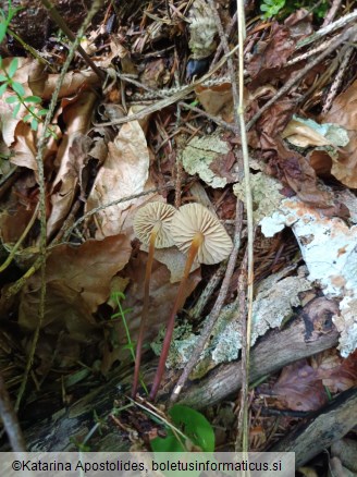 Marasmius torquescens