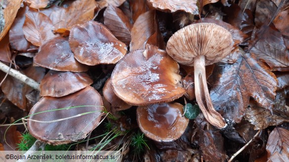 Tricholoma ustale