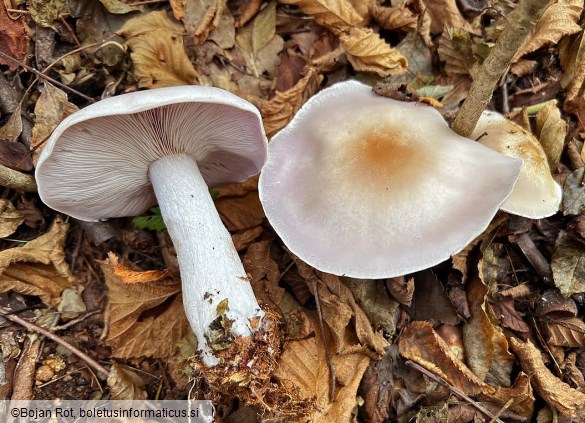 Lepista glaucocana