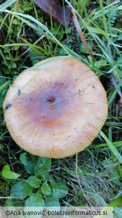 Russula foetens