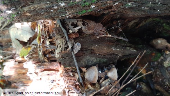 Mycena stipata