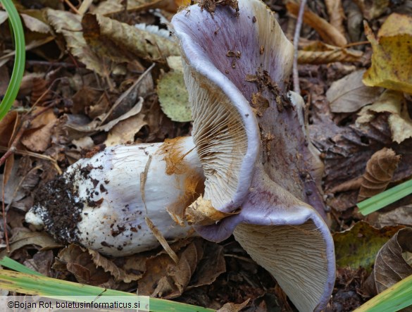 Cortinarius cumatilis