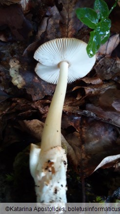 Amanita fulva