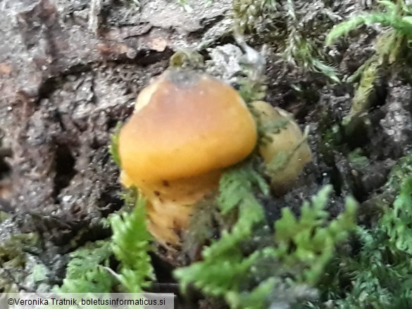 Cantharellus cibarius