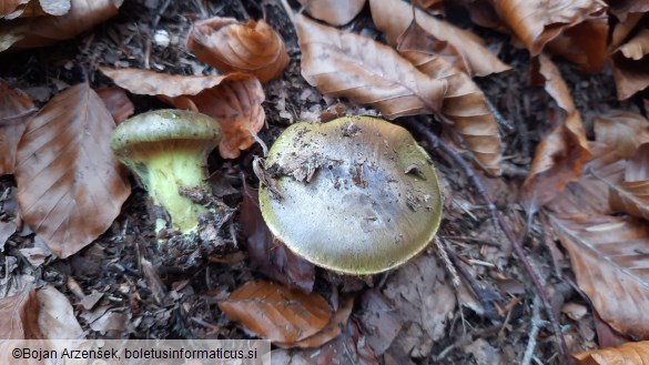 Cortinarius atrovirens