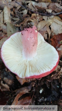 Russula lepida