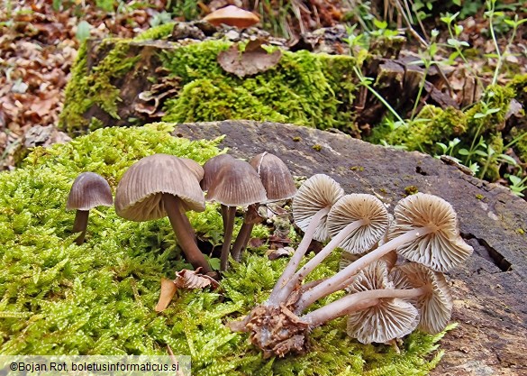 Mycena stipata