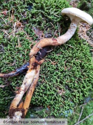 Neolentinus lepideus