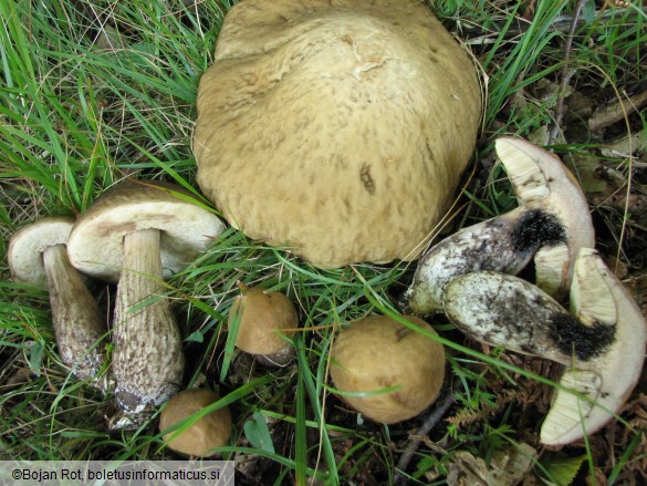 Leccinum carpini