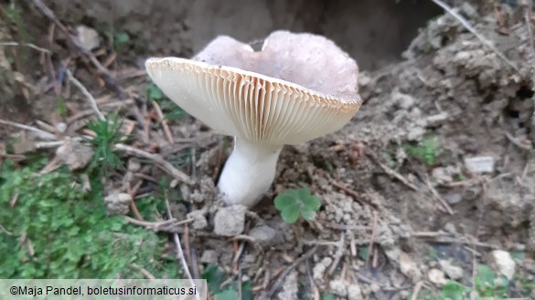 Russula foetens