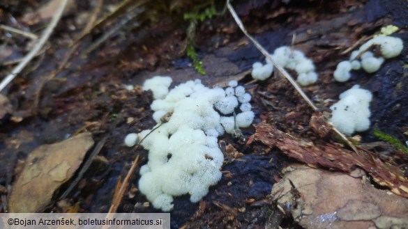 Ceratiomyxa porioides