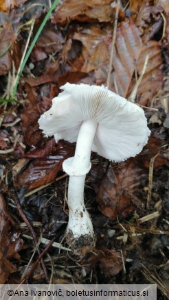 Leucoagaricus leucothites