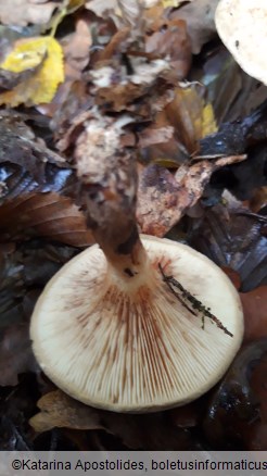 Paxillus involutus