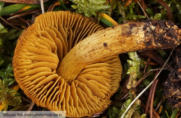 Cortinarius malicorius