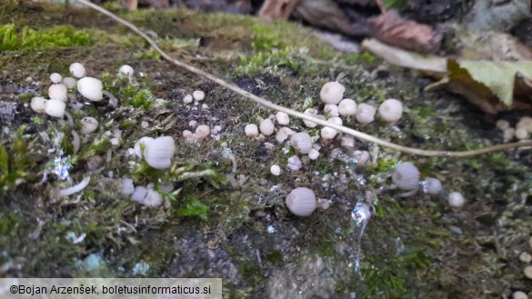 Coprinellus disseminatus