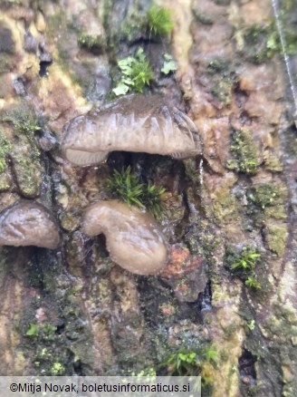 Hohenbuehelia cyphelliformis