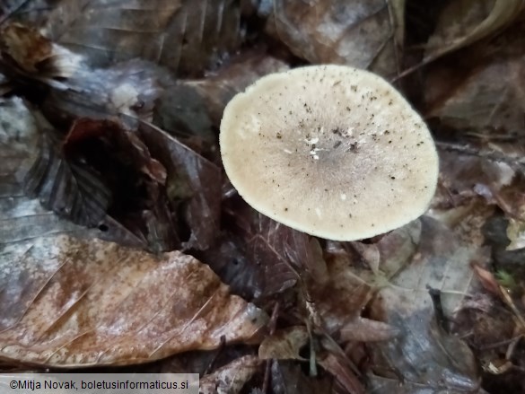 Lentinus substrictus