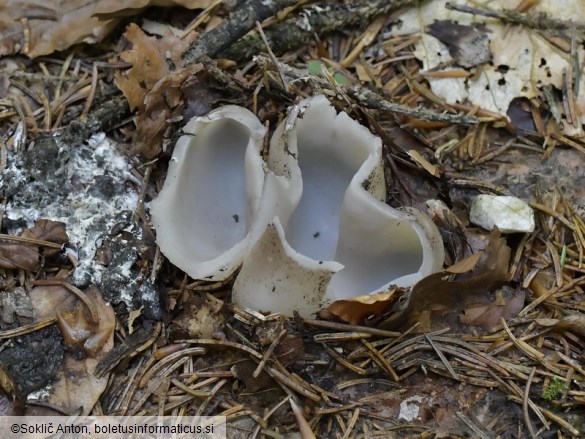 Sarcosphaera coronaria