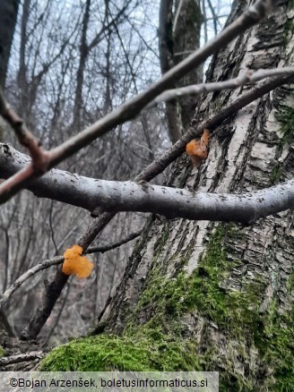 Tremella mesenterica