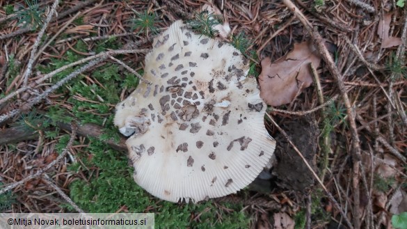 Amanita ceciliae