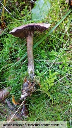 Cortinarius violaceus