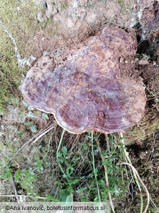 Ganoderma applanatum
