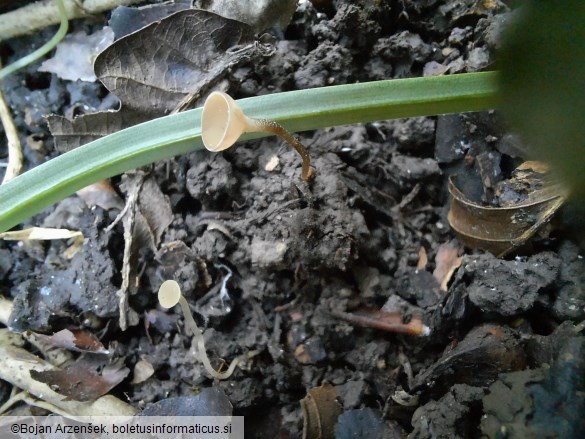 Sclerotinia bulborum