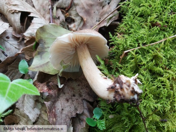 Megacollybia platyphylla