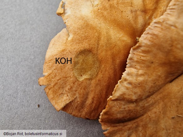 Infundibulicybe gibba